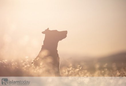 preview мы ближе к нему чем яремная вена сура