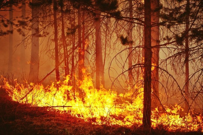 Лесные пожары – это большой ущерб планете (Фото: zhiznonline.ru).