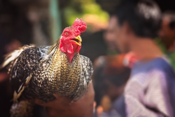 Фото: pawopa3336 / elements.envato.com