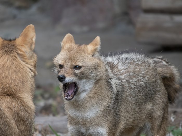 Фото: elements.envato.com. Автор: aarrows