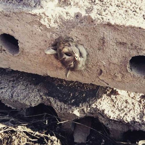 Ловушка для толстеньких. В Казахстане кот застрял в бетонной плите Ловушка для толстеньких. В Казахстане кот застрял в бетонной плите